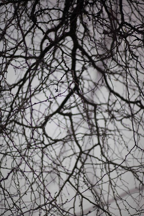 Free From below black and white of leafless tree with wavy branches under misty sky Stock Photo