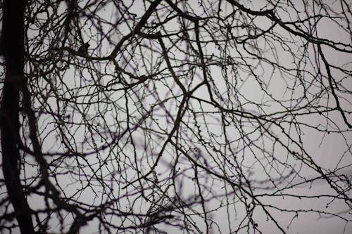 Low angle black and white of dry tree with thin twigs growing under foggy sky