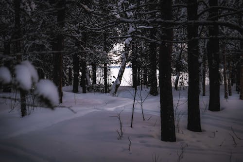 Tall trees with branches  covered with hoarfrost growing in woods on snowy terrain in winter time in nature outside