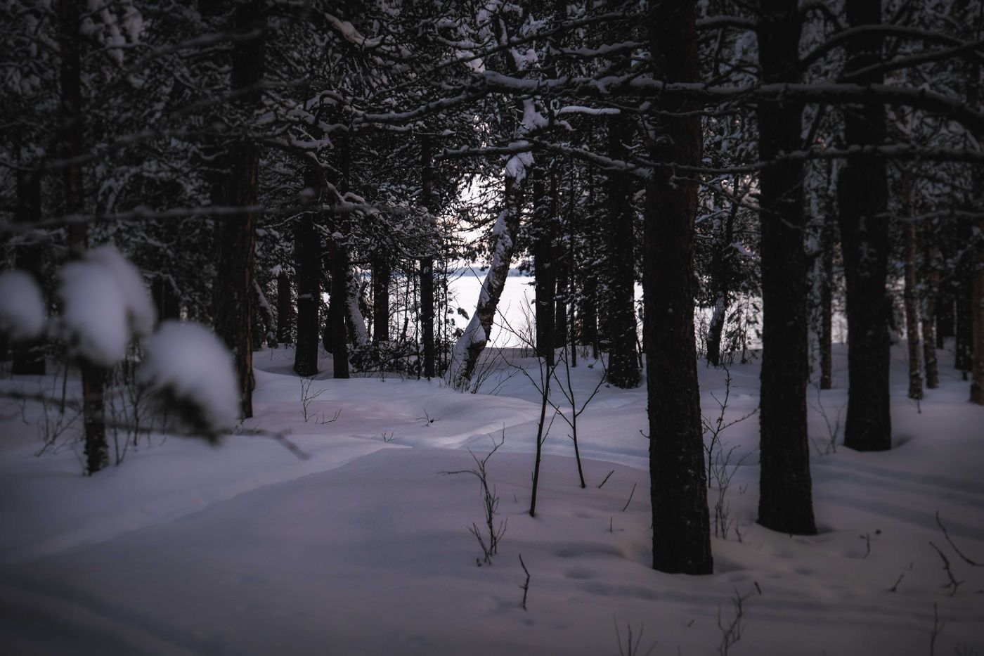 Snow-covered forest trees in winter