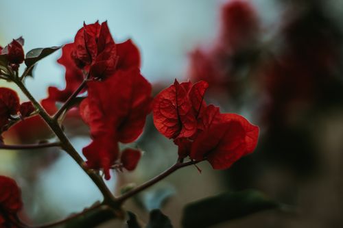 Free Close-up of vibrant red bougainvillea flowers in Mexico, showcasing their natural beauty. Stock Photo
