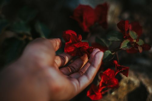 Free Close-up shot of hand gently holding vibrant red bougainvillea flowers. Outdoors with natural light. Stock Photo