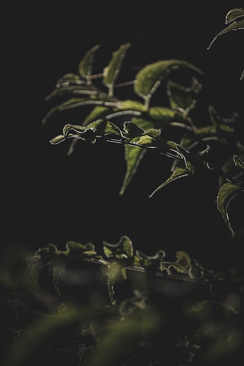 Green lush plant branches in darkness