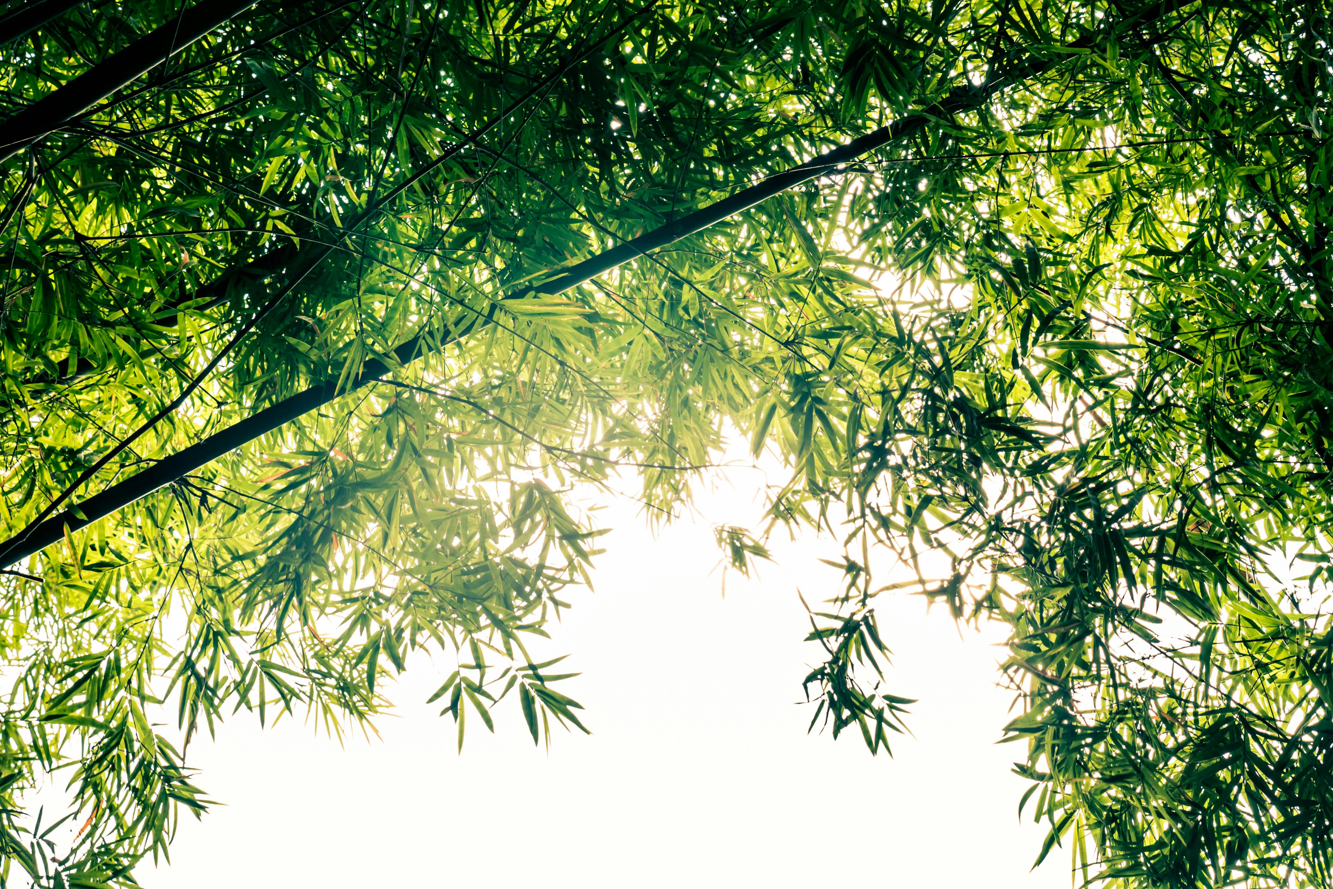 Low angle view of bamboo leaves against bright sky, capturing nature's serene beauty.