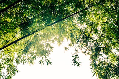 Ilmainen kuvapankkikuva tunnisteilla bambupuut, kuva alakulmasta, lehdet