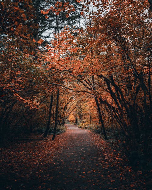 A Forest Path With Fallen Leaves 