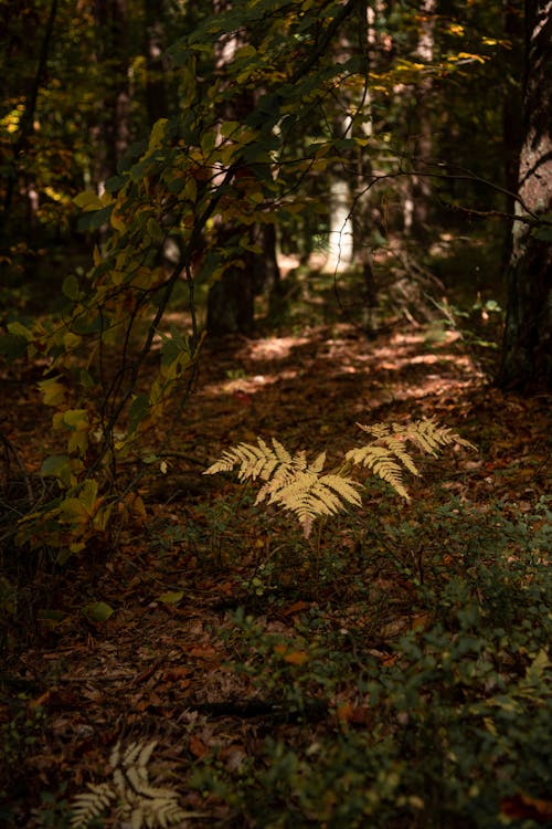 Foto profissional grátis de declínio, floresta, meio ambiente