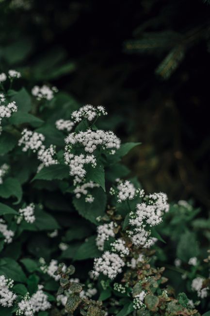 Lush blooming bush with small white flowers of Viburnum opulus in summer garden