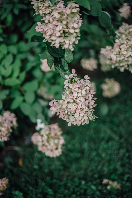 Free Blooming Hydrangea paniculata with lush green leaves in garden Stock Photo