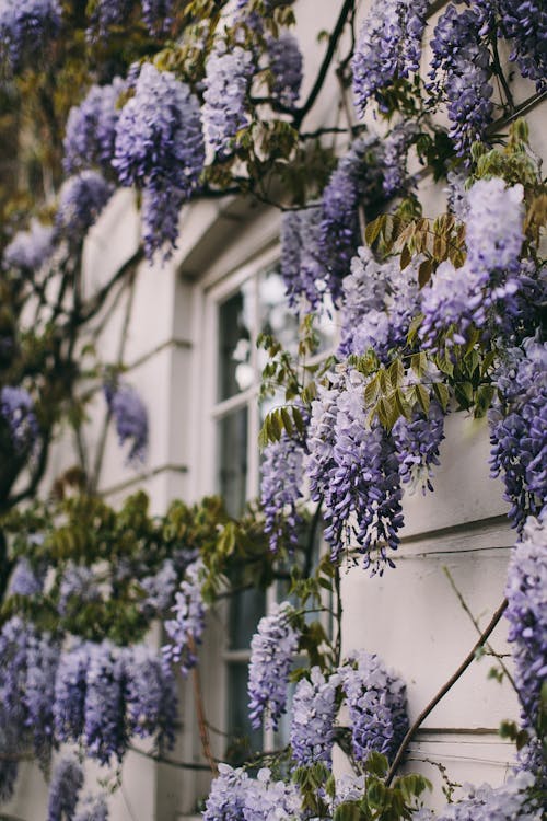 ฟรี คลังภาพถ่ายฟรี ของ wisteria, กระจุก, กลีบดอก คลังภาพถ่าย