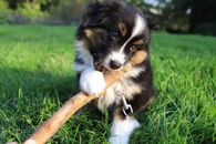 Black White and Brown Long Coated Dog on Green Grass