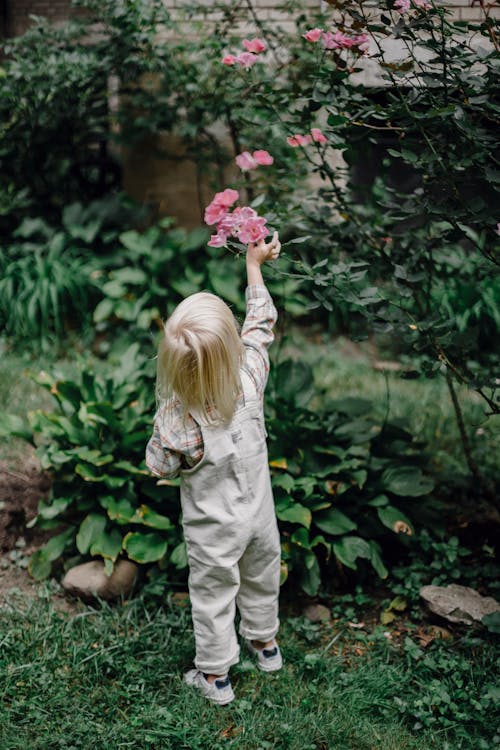 Free Back view of anonymous little child with blond hair in stylish clothes picking roses from shrub while resting in green park Stock Photo