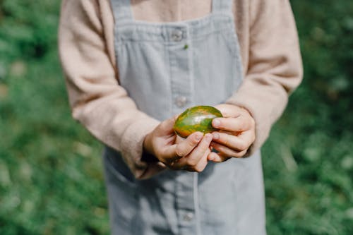 Crop unrecognizable child in casual clothes demonstrating fresh feijoa picked from tree in green garden