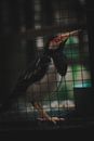 Black and White Bird on Cage