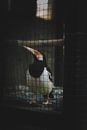 Vertical Shot of a Bird in a Cage