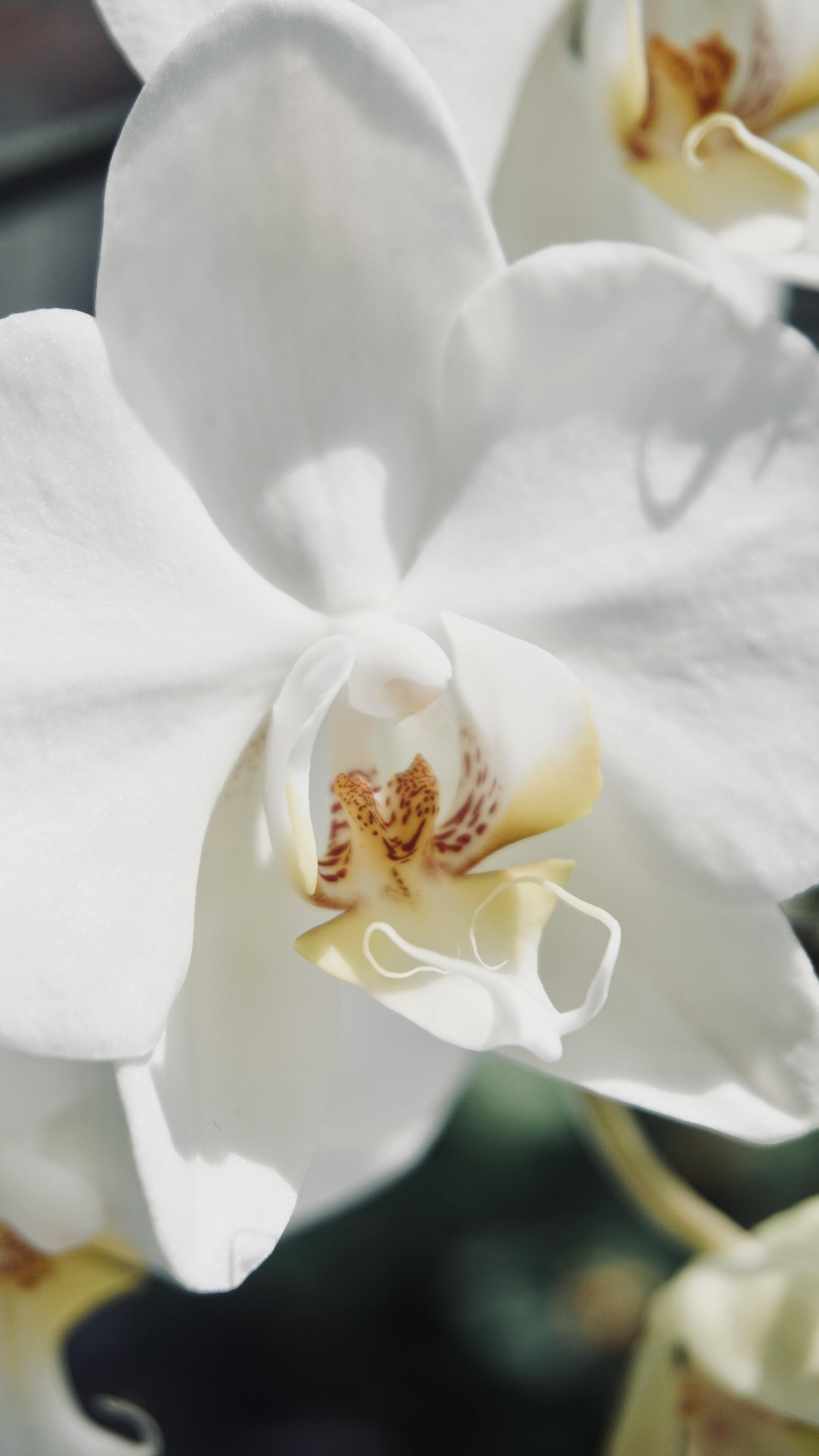 Foto De Primer Plano De La Orquídea Blanca En Fondo Negro · Foto de stock  gratuita
