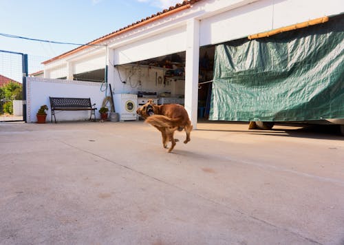 Brown Dog on Concrete Floor