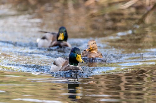 Ducks Swimming on Shallow Water