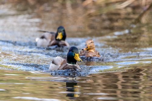 Free Three mallard ducks swimming gracefully on a serene lake in Sofia, Bulgaria. Stock Photo