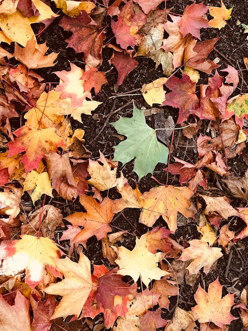 Free stock photo of fall leaf, fall leaves Stock Photo