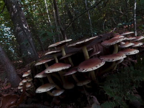 Free stock photo of forest mushroom Stock Photo