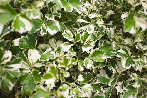 Green Leaves in Close Up Photography