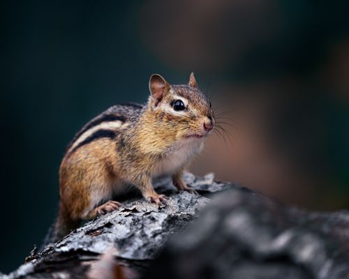 Free Cute small rodent chipmunk with black distinct stripes sitting on beam with dry bark  beam in wild nature on blurred background Stock Photo