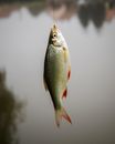 Silver and Orange Fish on Water