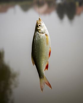 Close-up of a freshly caught common rudd with blurred background. Ideal for fishing content.