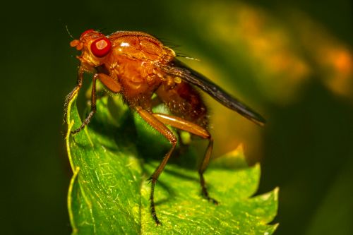 Free Detailed macro shot of fly with red eyes perched on a green leaf. Stock Photo