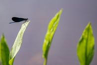 A Damselfly on a Leaf