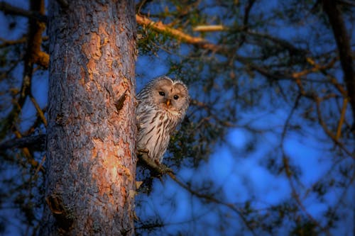 Free A Ural Owl Perched on a Tree Stock Photo