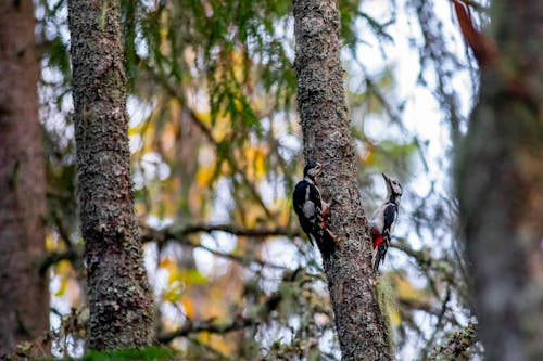 Birds on Brown Tree Trunk