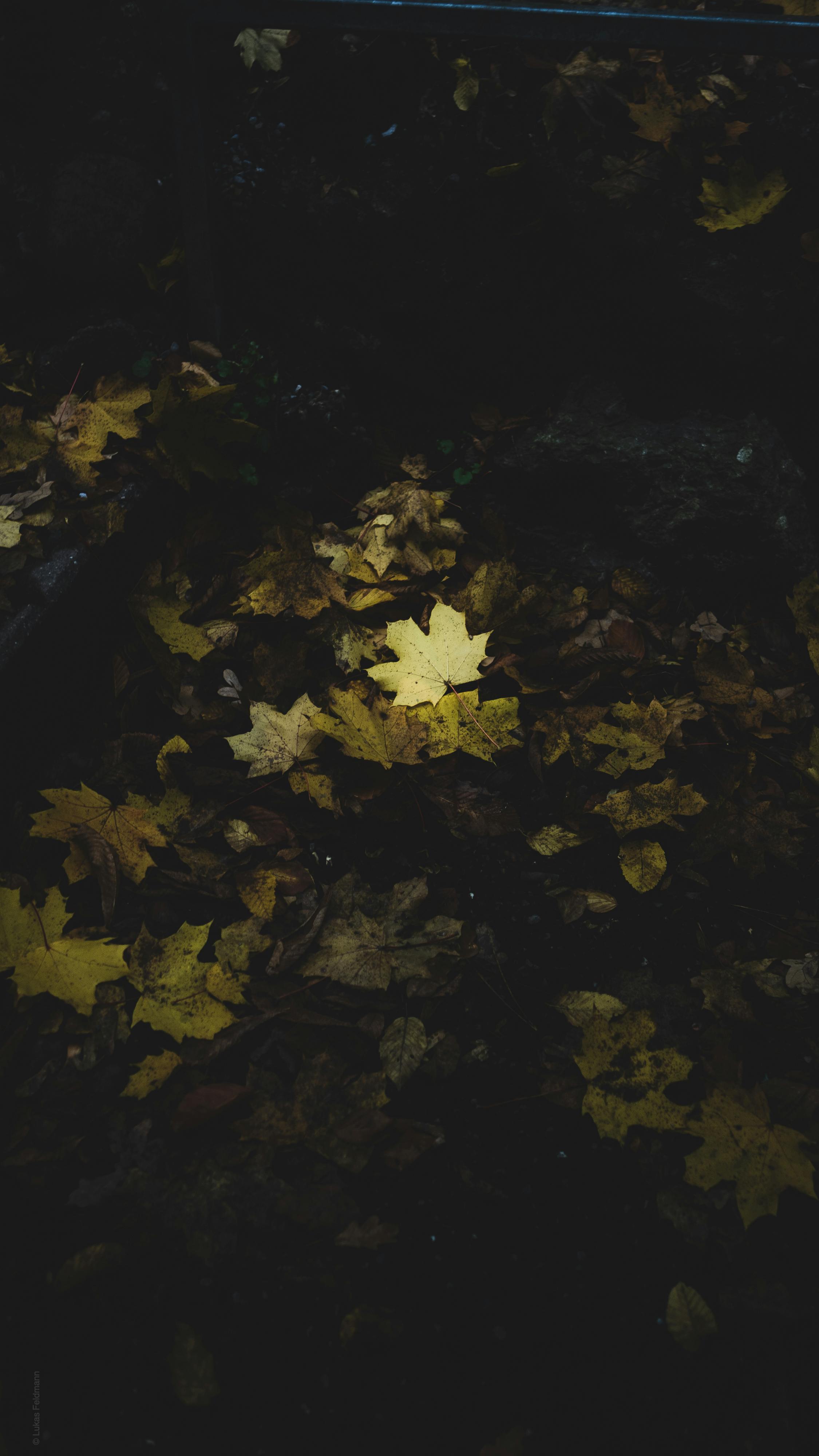 계절별 자연의 변화 사진