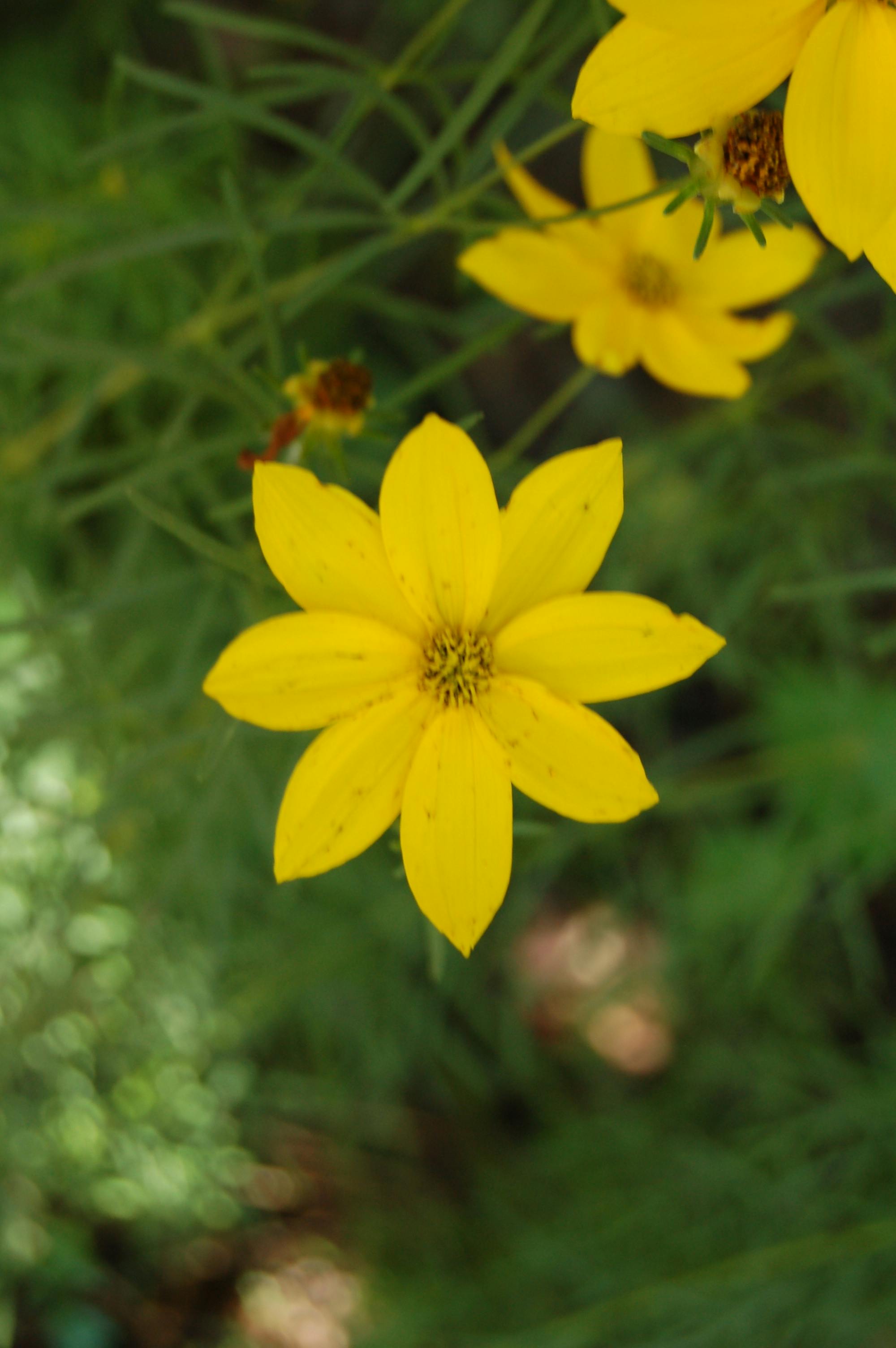 Free stock photo of flower, golden flower, yellow flower