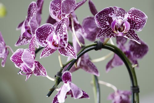 Close-Up Shot of Purple Moth Orchids in Bloom