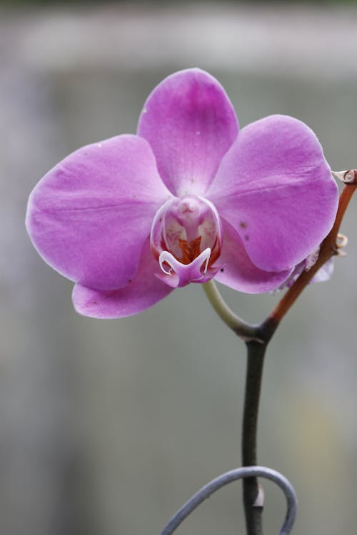 Free Close-Up Shot of a Purple Moth Orchid in Bloom Stock Photo