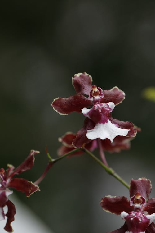 Foto d'estoc gratuïta de enfocament selectiu, flor, flora