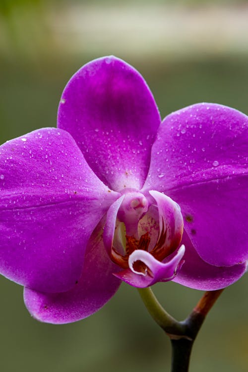 Foto d'estoc gratuïta de doritaenopsis, flor, flor morada