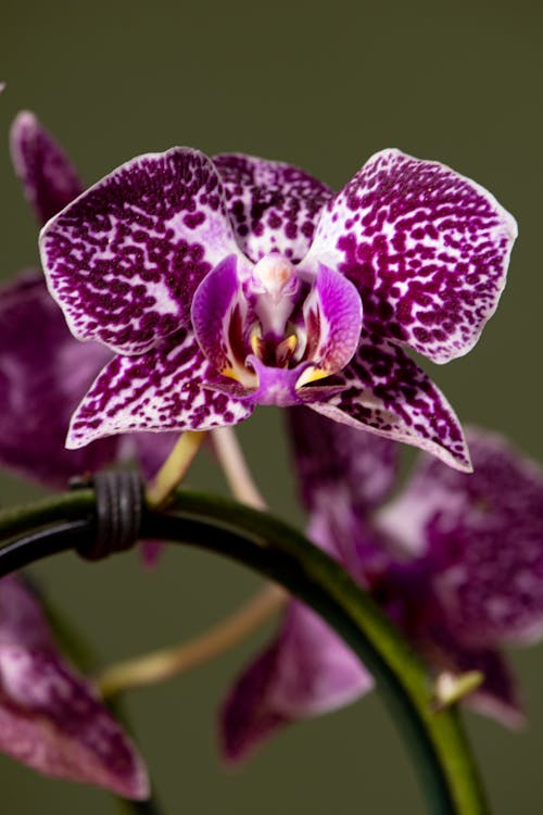 Darmowe zdjęcie z galerii z ćma orchidea, delikatny, fioletowy kwiat