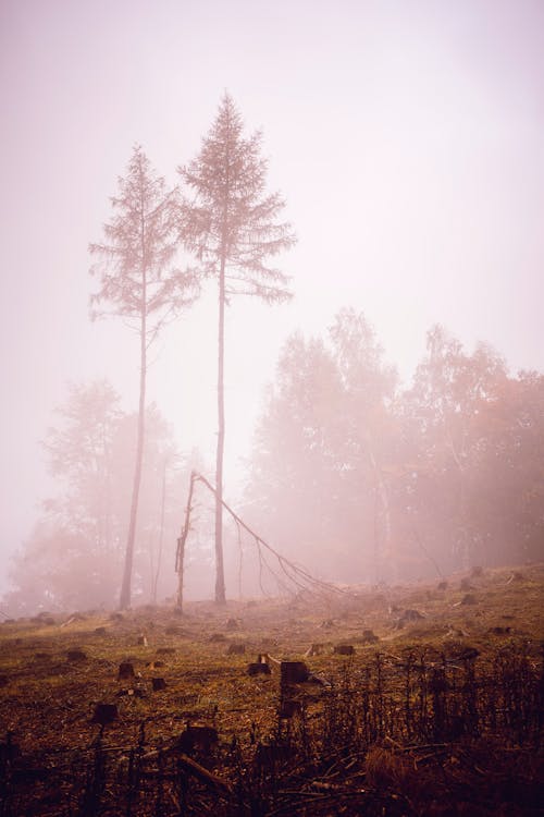 Photograph of Trees Covered in Fog