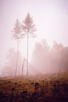 A serene foggy forest with towering trees and scattered stumps, creating a mystical atmosphere.