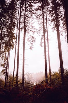 A tranquil woodland scene featuring tall pine trees with soft sunlight filtering through.
