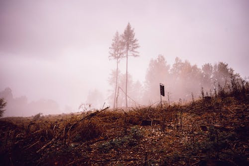 Ingyenes stockfotó barna mező, fák, köd témában