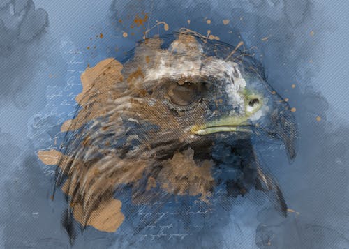 Free Δωρεάν στοκ φωτογραφιών με άγρια φύση, αετός, κεφάλι Stock Photo