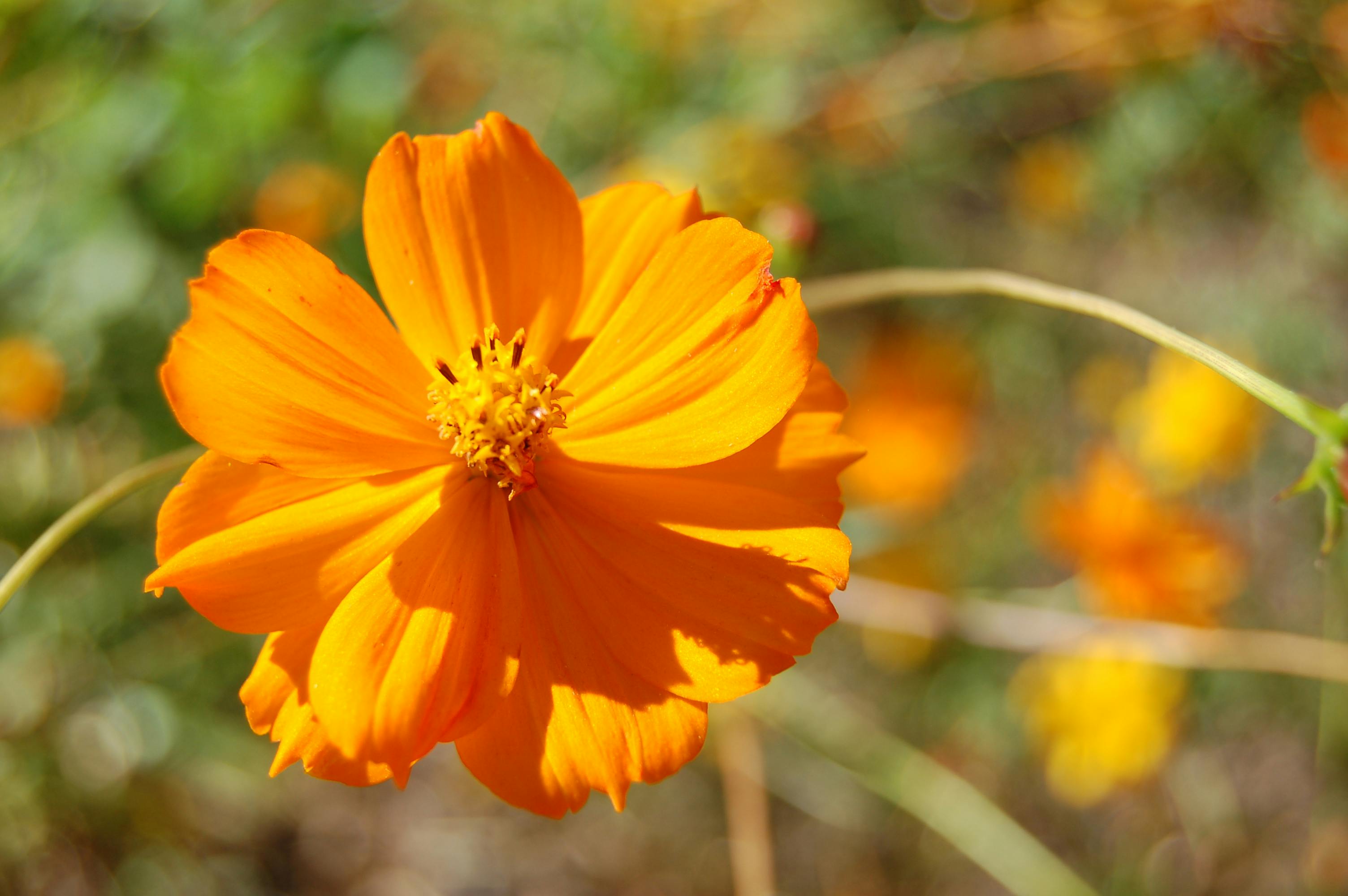 Free stock photo of orange, orange flower