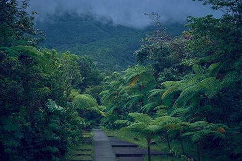 Photo of a Forest with Green Plants and Leaves