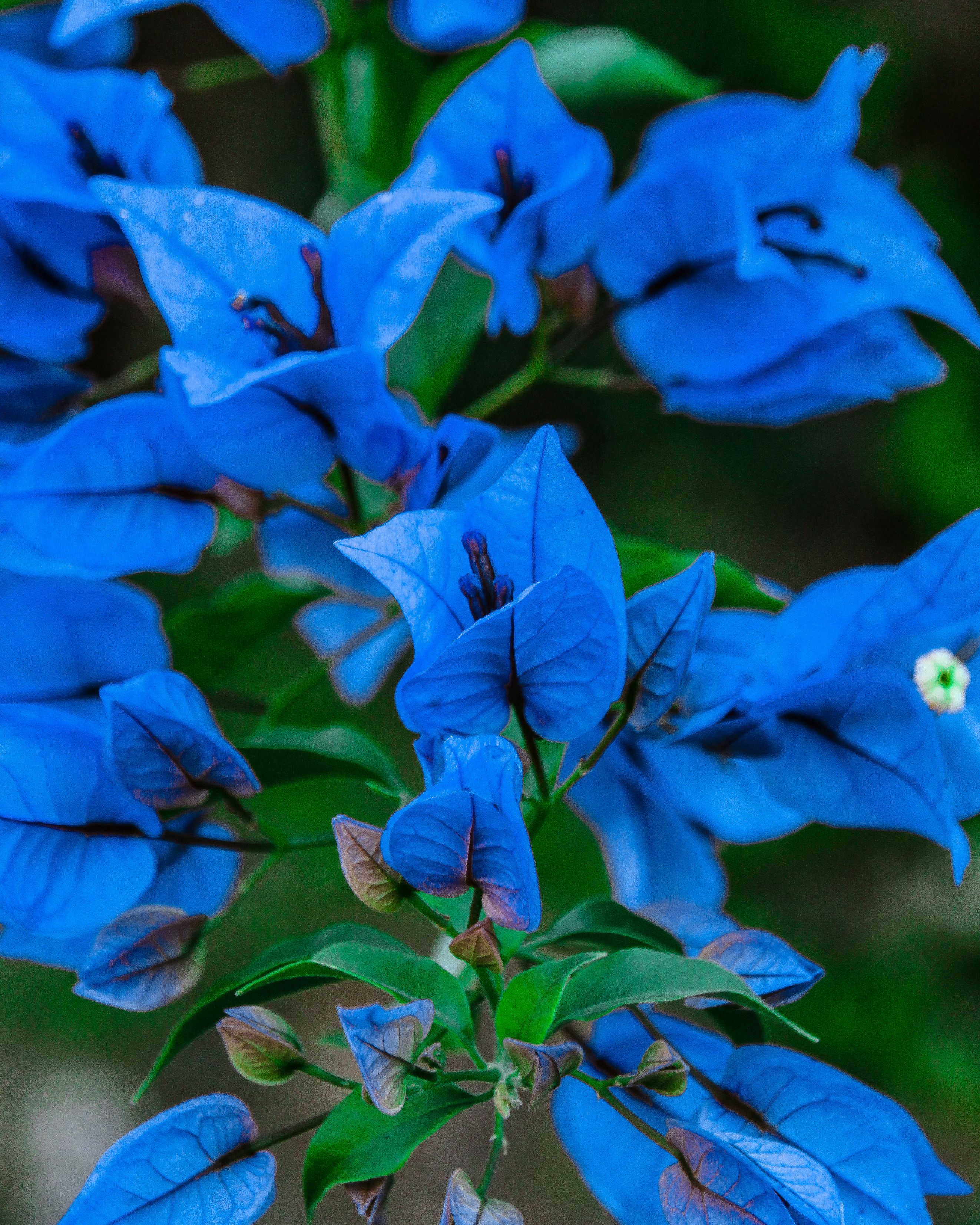 Close-Up Shot of Blue Leaves  Free Stock Photo