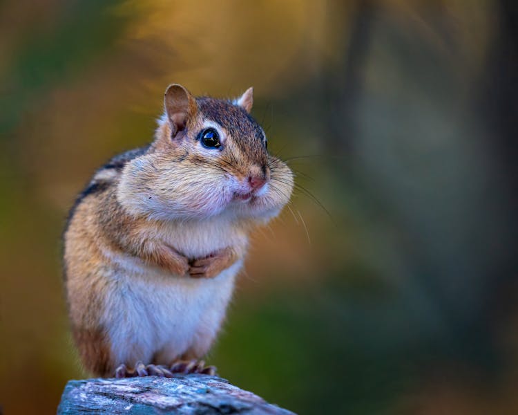 Adorable Chipmunk With Full Mouth