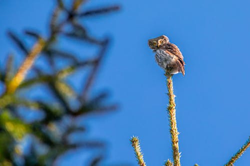 Owl Perched on a Plant